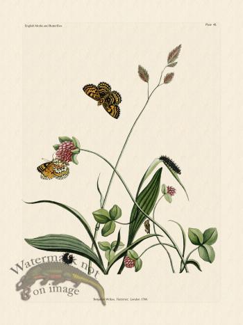 Wilkes Butterflies 045
